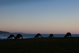 Kangaroos grazing on the NSW south coast by the ocean © James Sherwood - Bluebottle Films