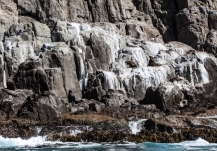 Seals sitting on the rocks, east coast Tasmania © Danielle Ryan, Bluebottle Films