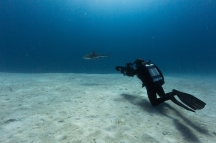 Julia Summerling filming a shark © James Sherwood, Bluebottle Films